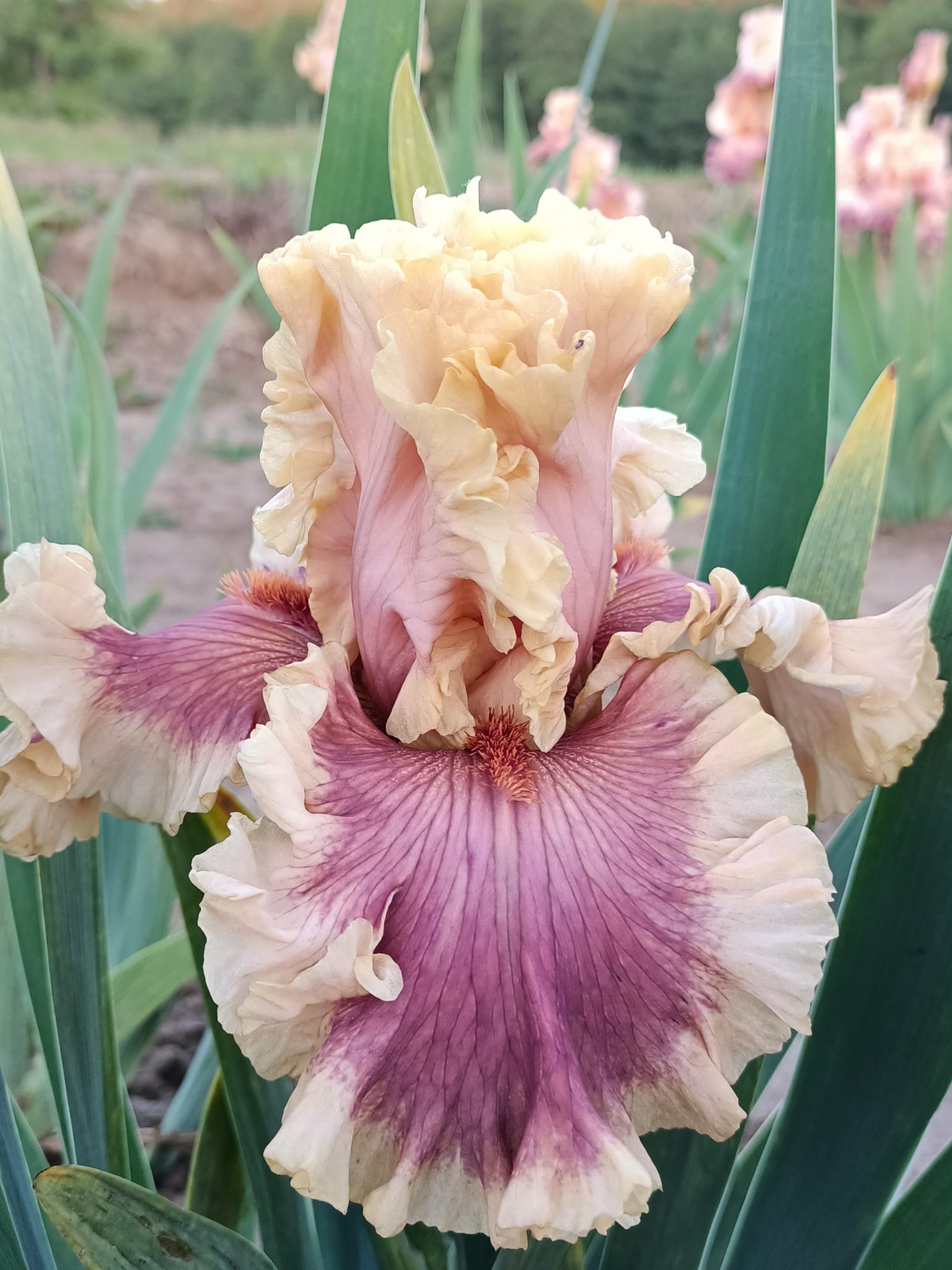 Ірис високий - Painted Words